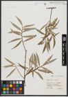 Foto von Salix alba L.